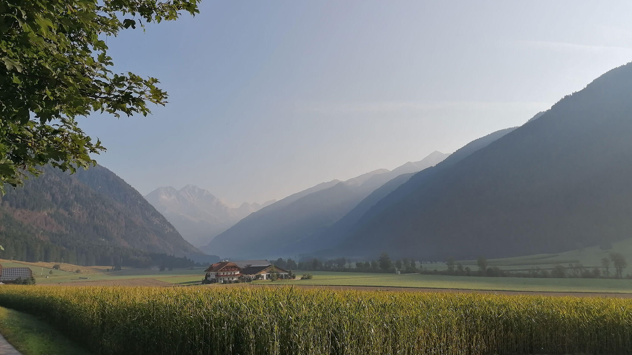 A cornfield in the foreground and the Branterhof in the background