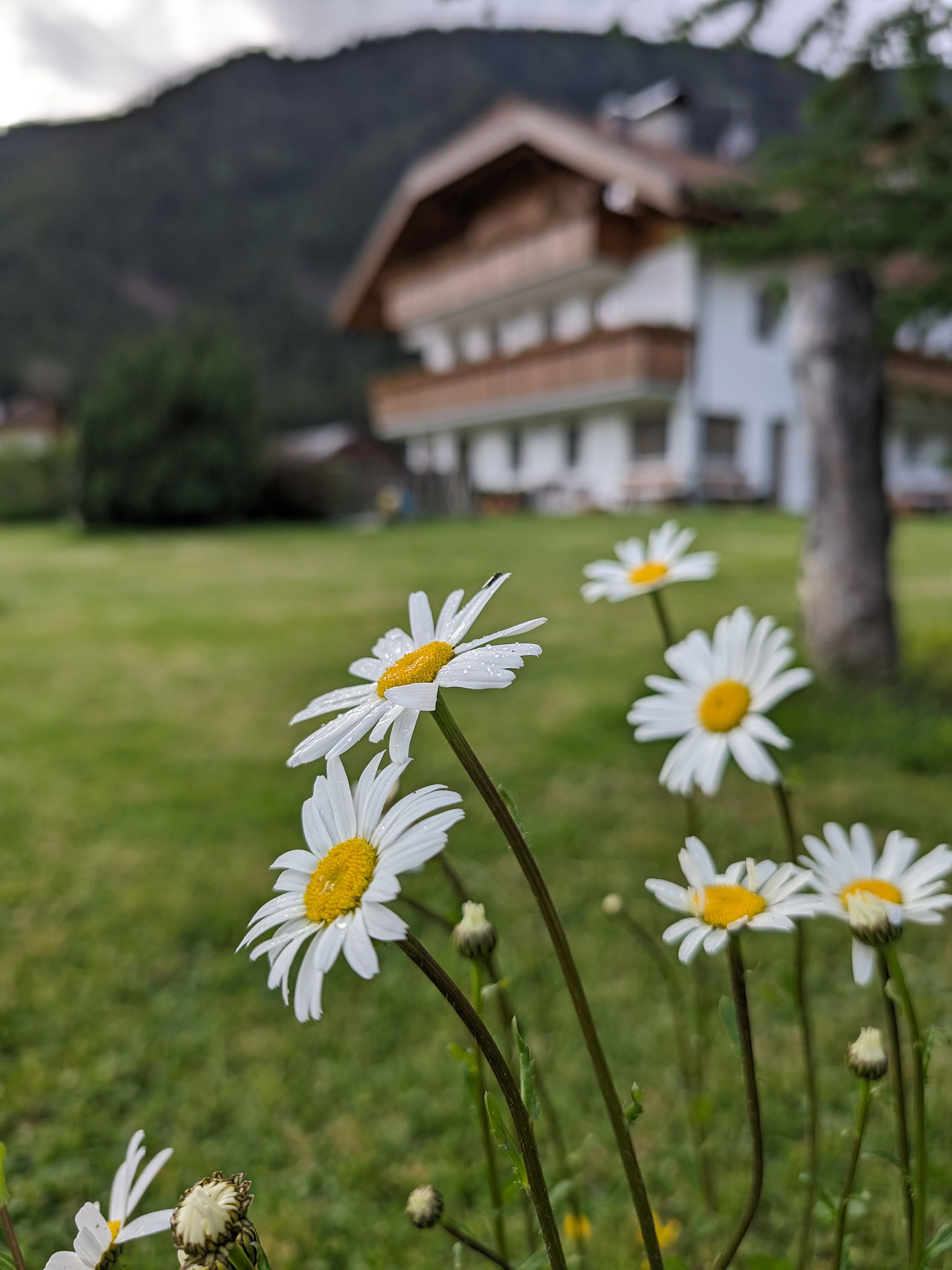 Fiori davanti al Branterhof