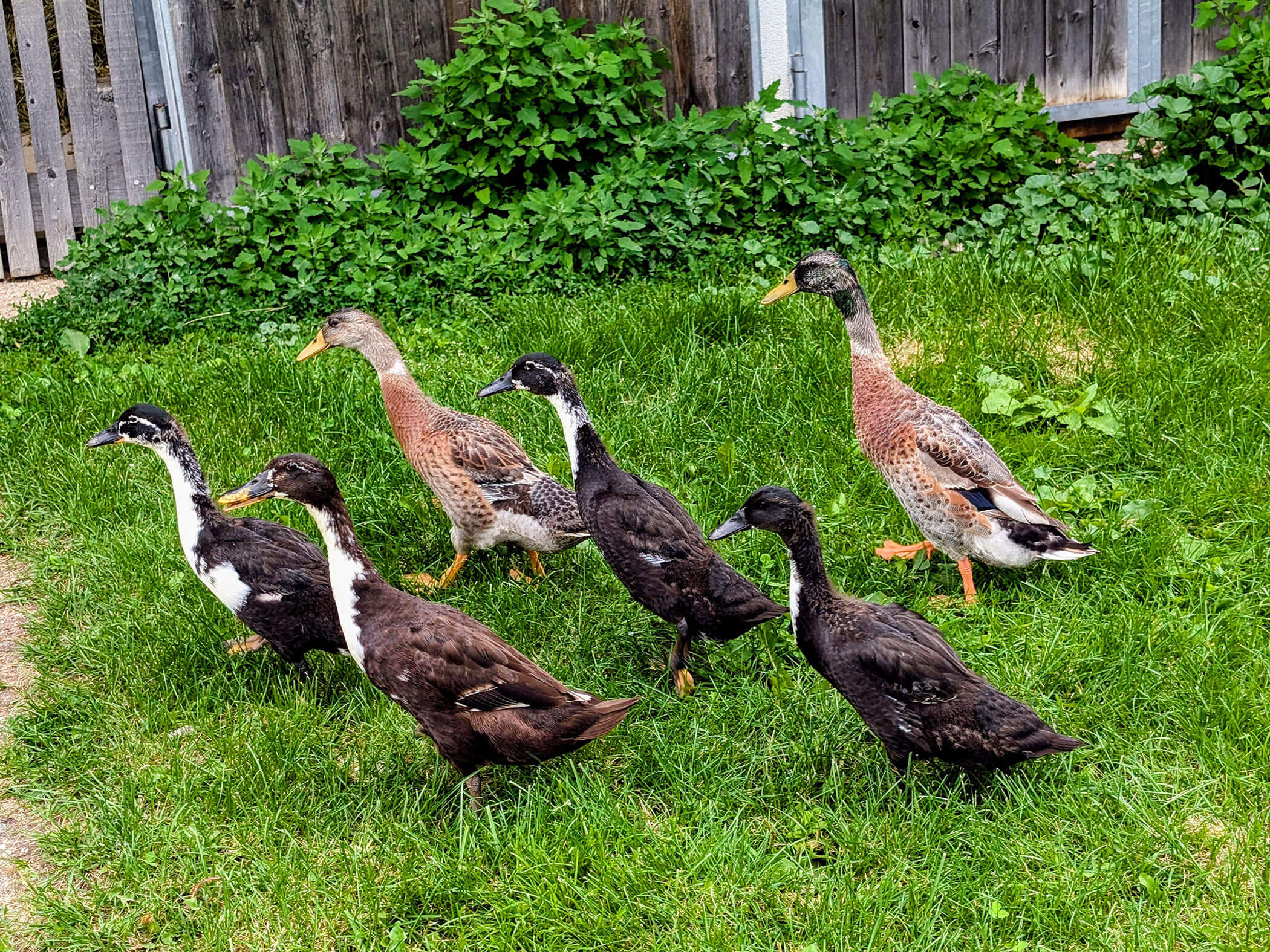 Six ducks waddle around on a green meadow - Branterhof