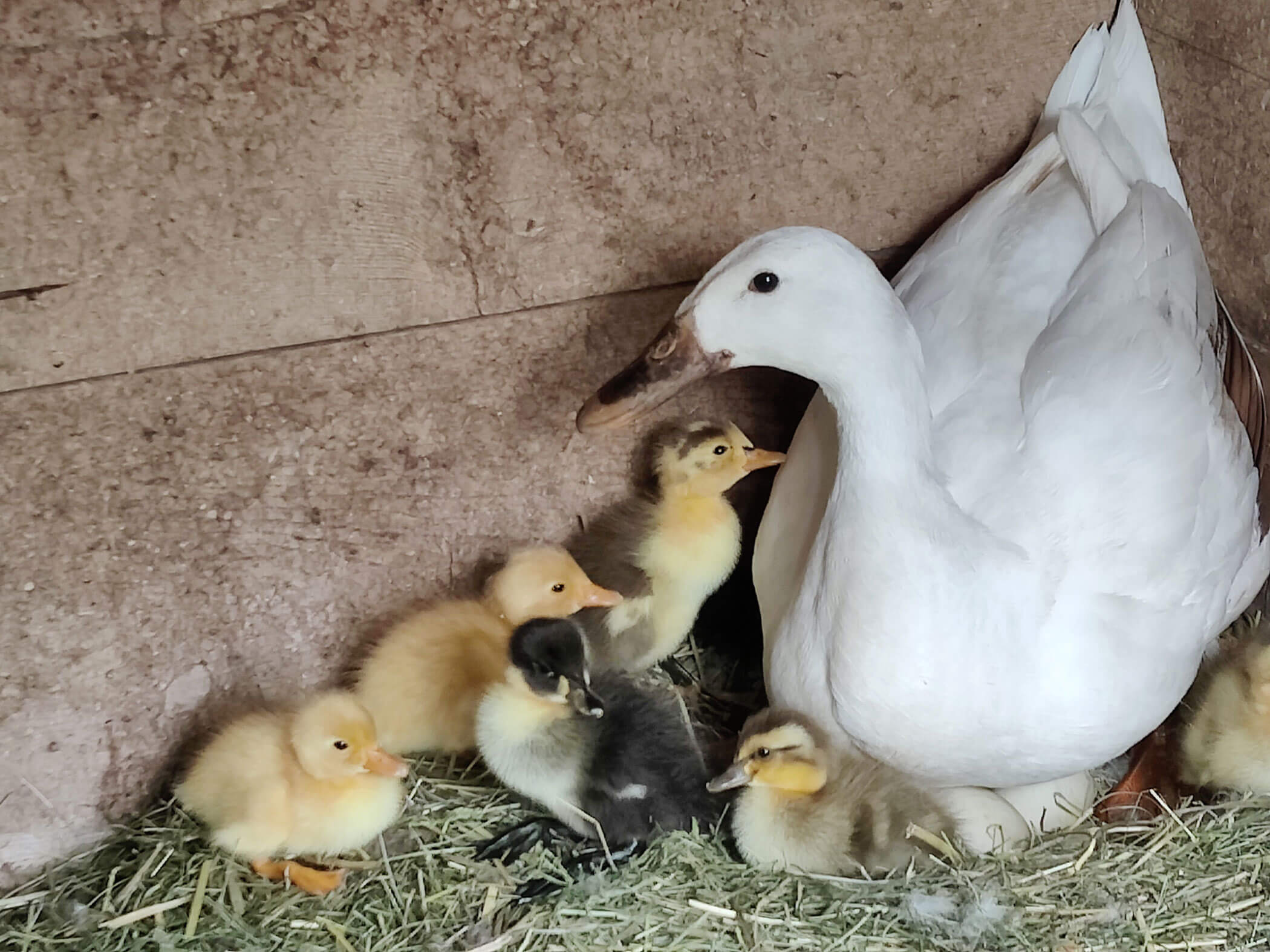 Entenmutter mit ihren kleinen Küken - Branterhof
