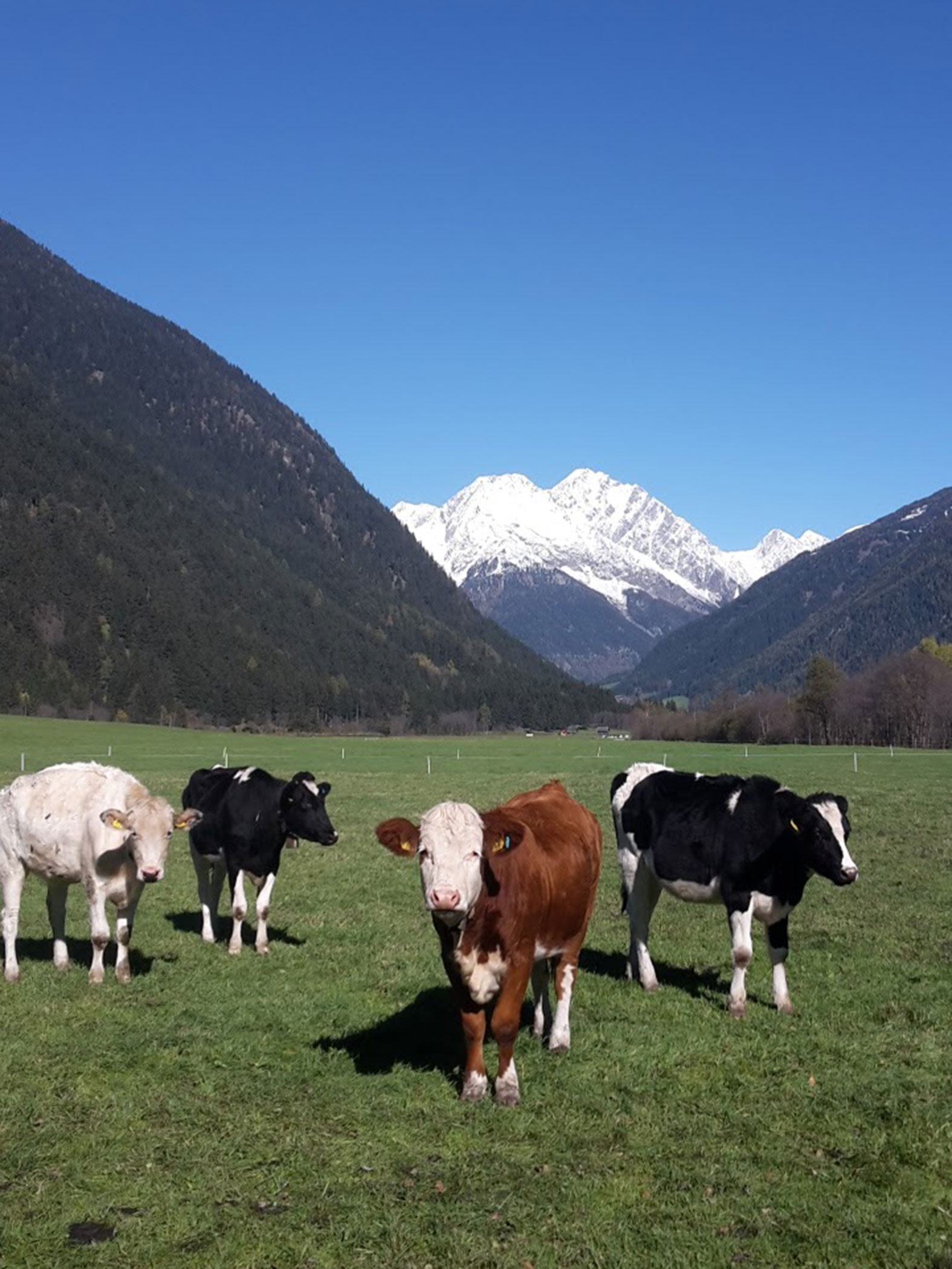 Quattro mucche su un prato verde - Branterhof