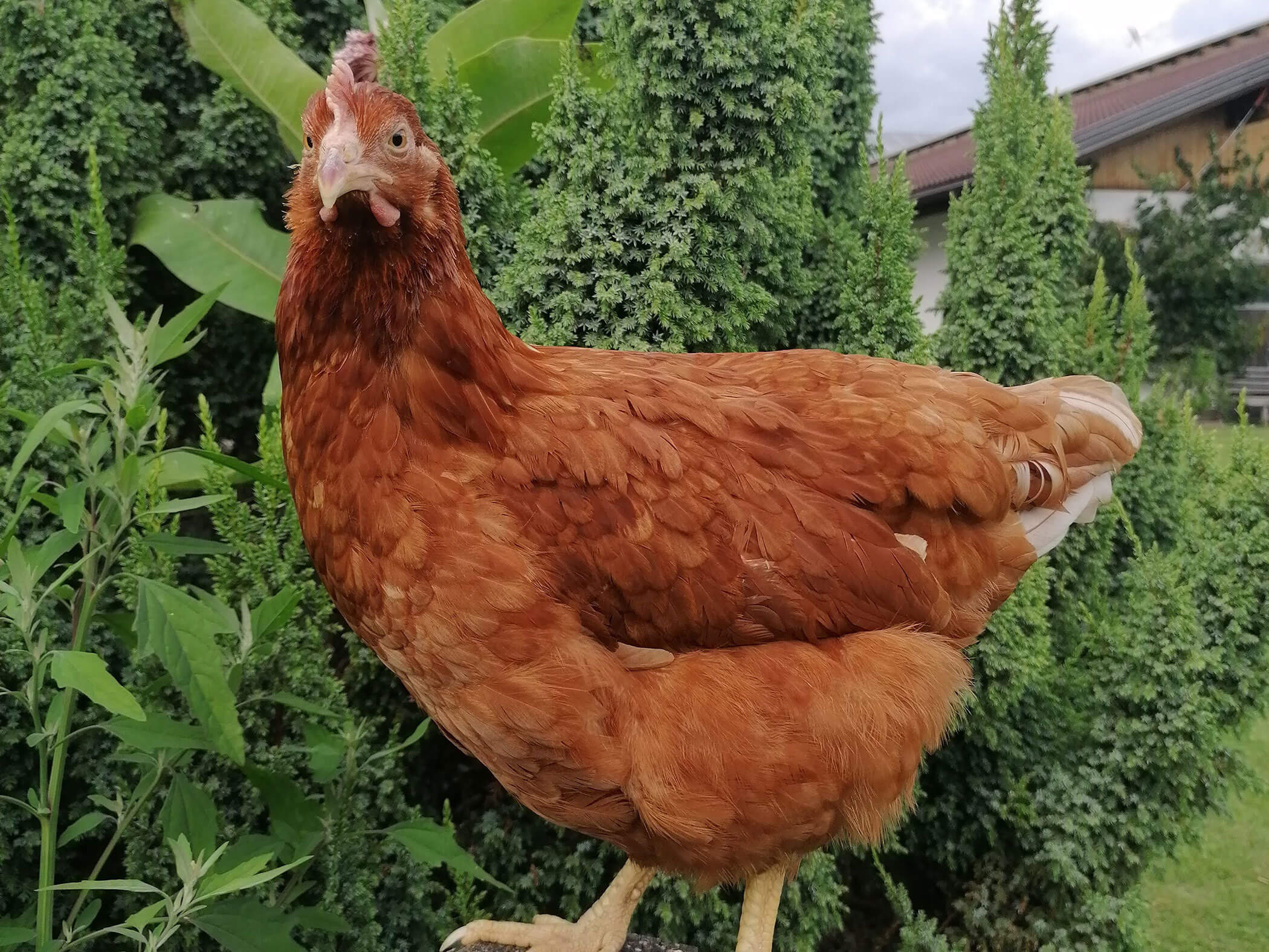 Henne steht vor Gebüsch - Branterhof