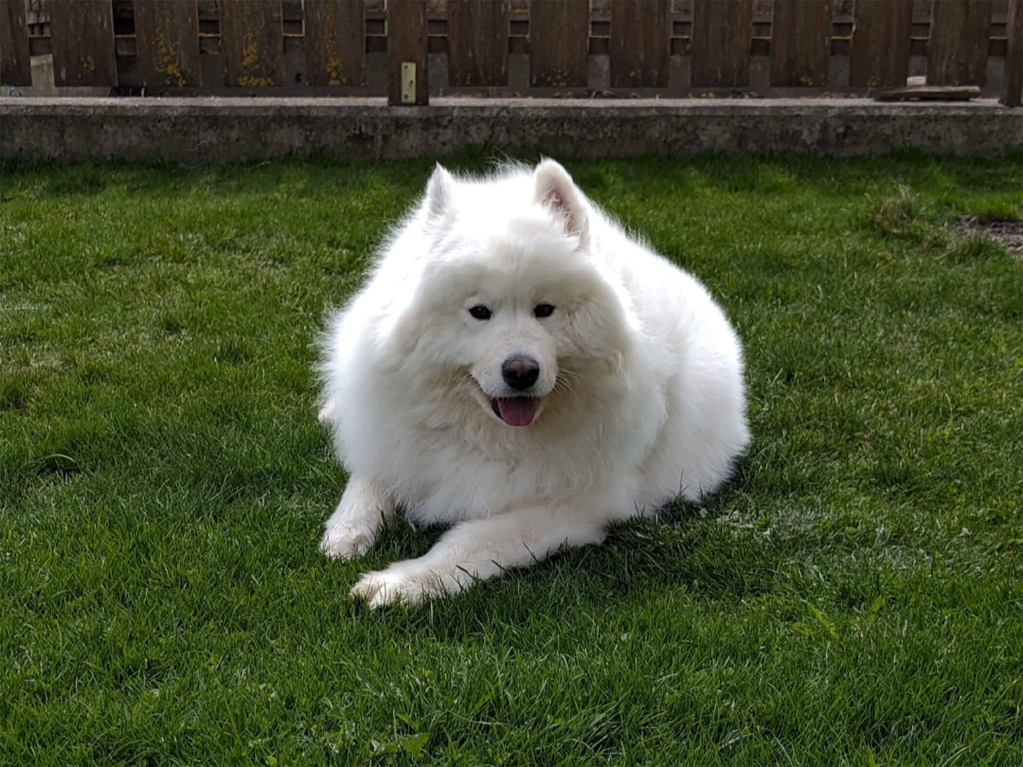 Der Hund Felix vom Branterhof