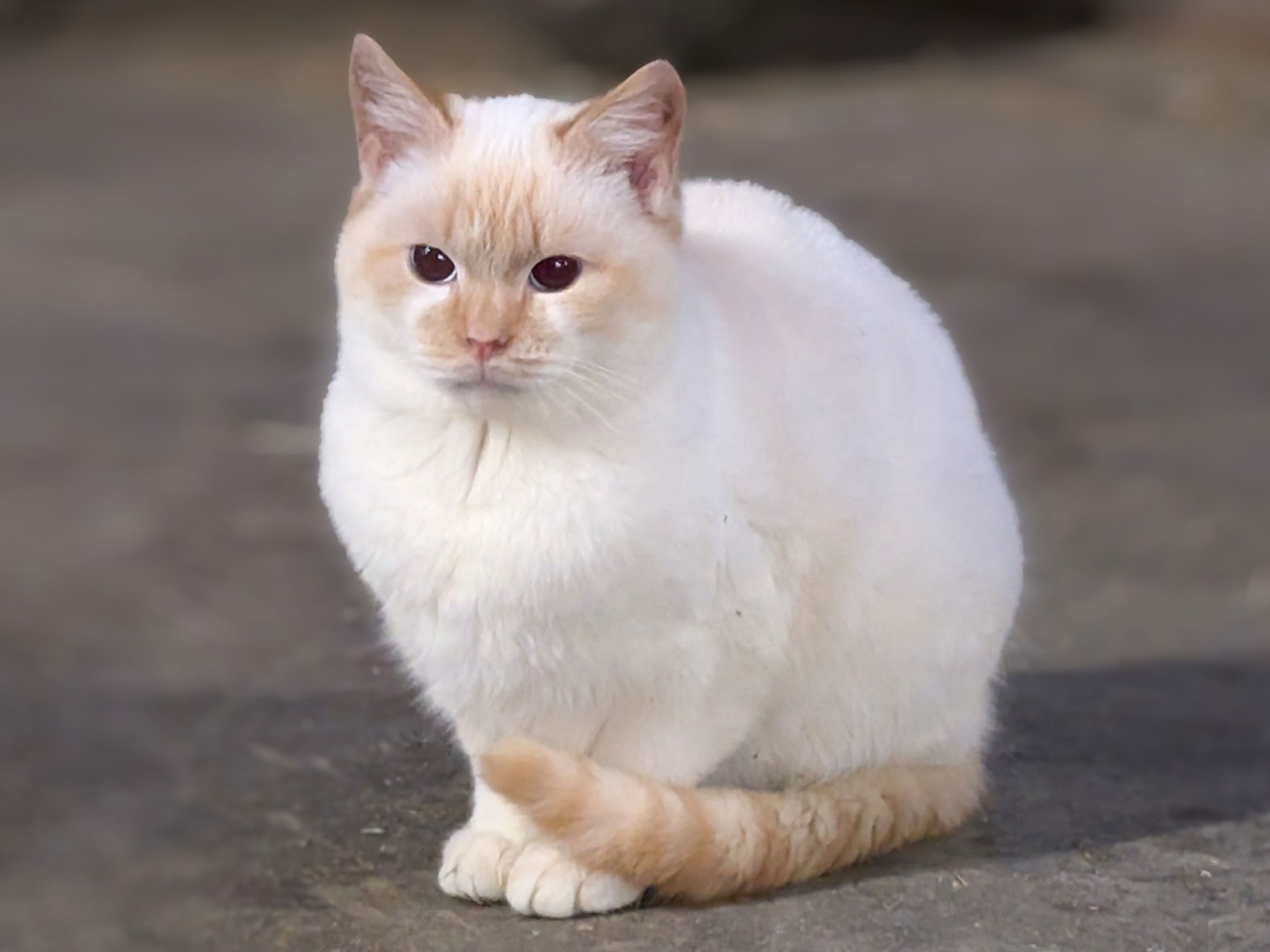 Katze sitzt auf dem Boden - Branterhof