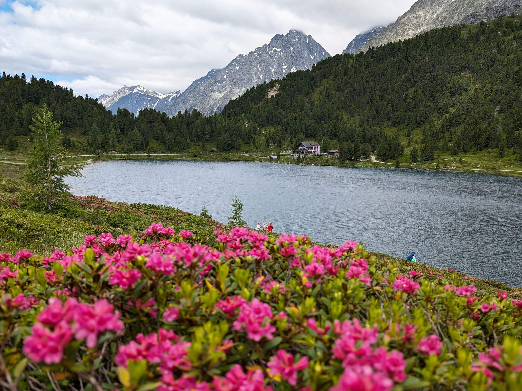 Almrosen vor einem See und im Hintergrund die Südtiroler Berge - Branterhof