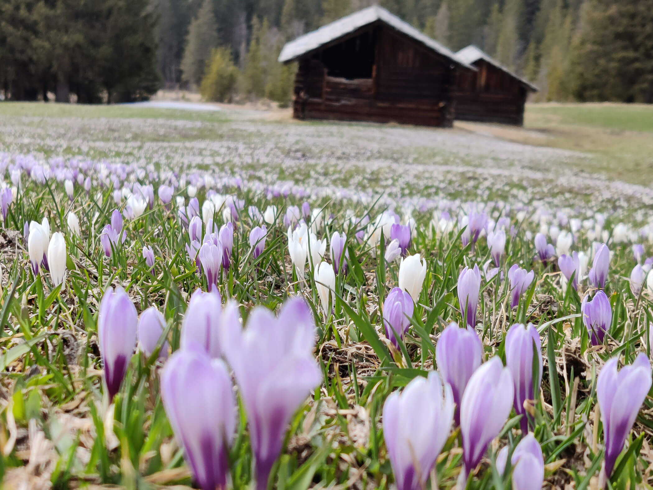 Krokusse auf einer Wiese mit zwei Holzhütten im Hintergrund - Branterhof