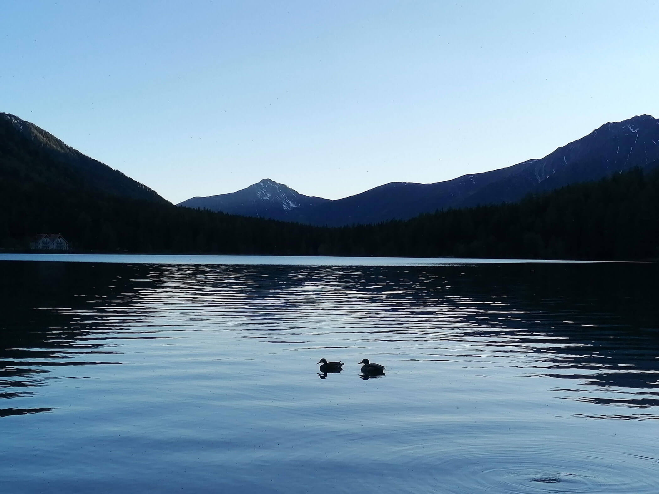 Zwei Enten auf dem Wasser am Abend - Branterhof